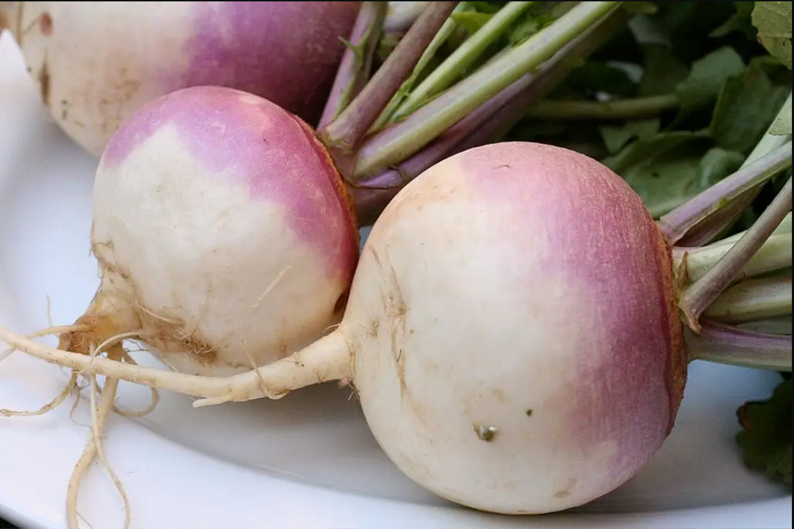 Red Radish